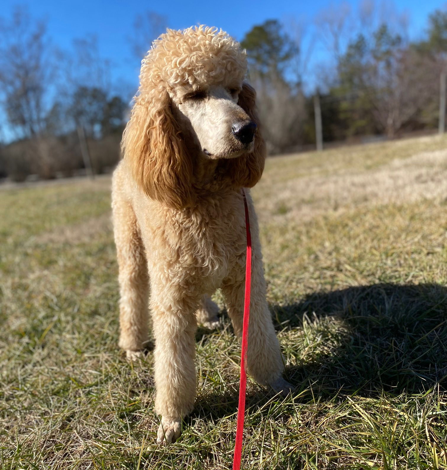 Dog Image