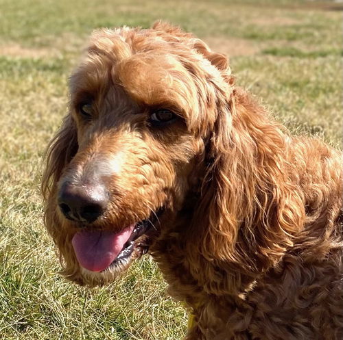 picture of the dog needing adoption