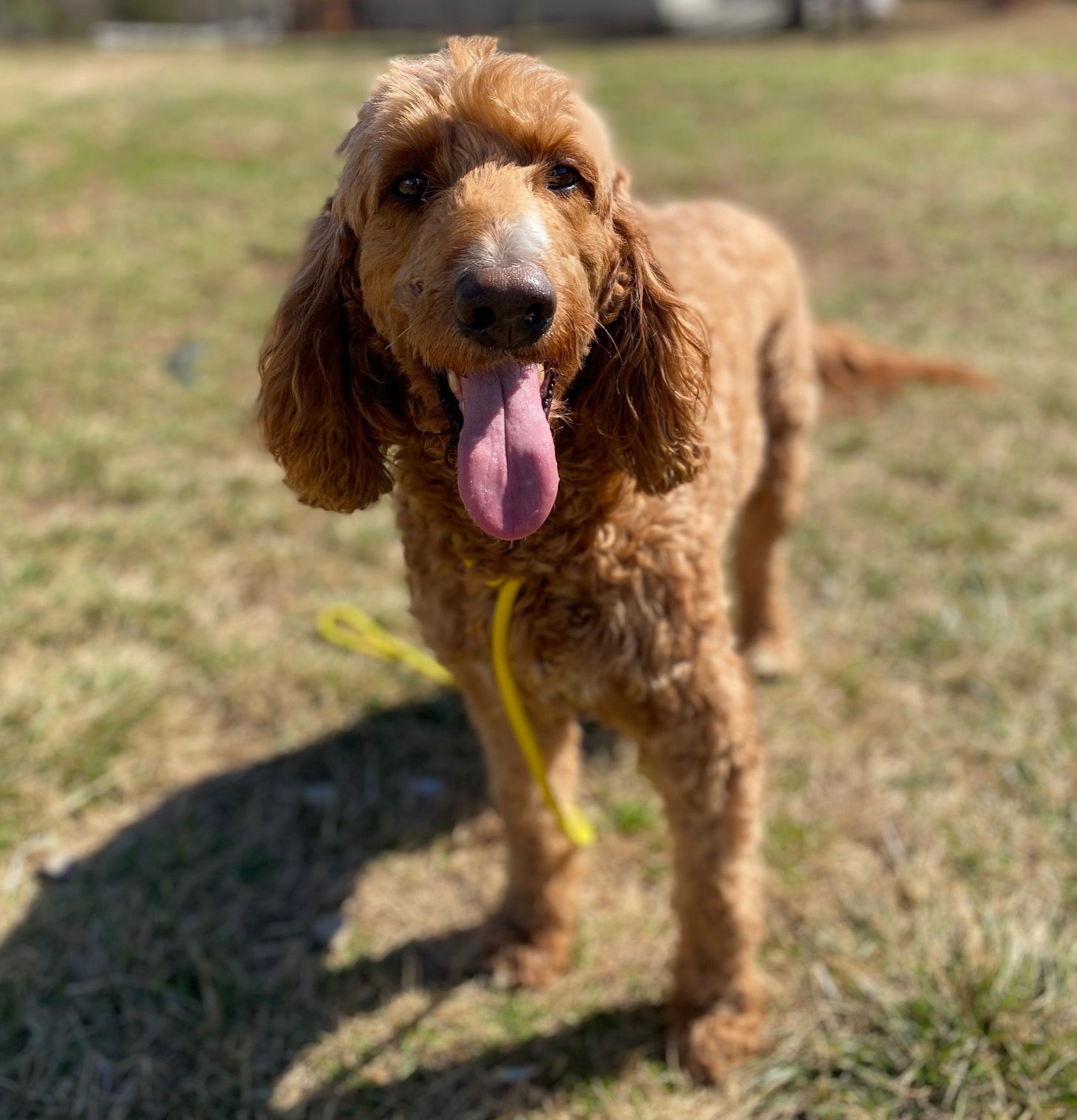 Dog Image