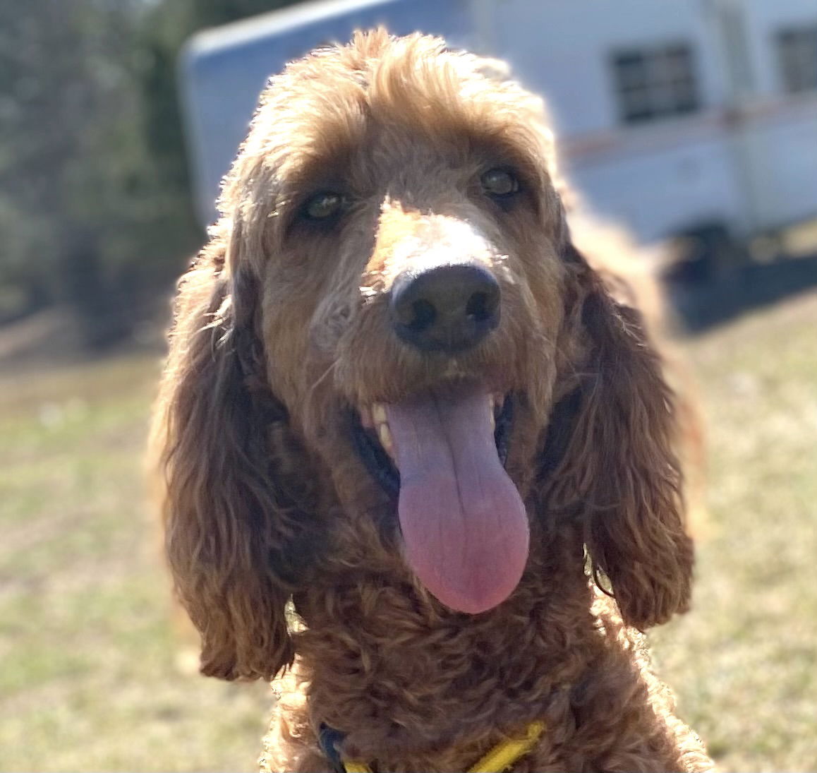 Dog Image
