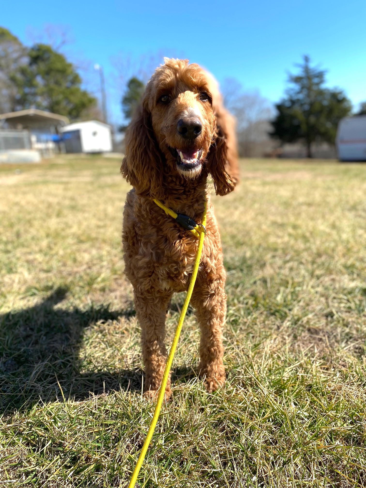 Dog Image