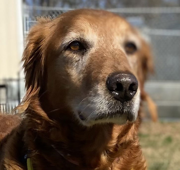 Dog Image