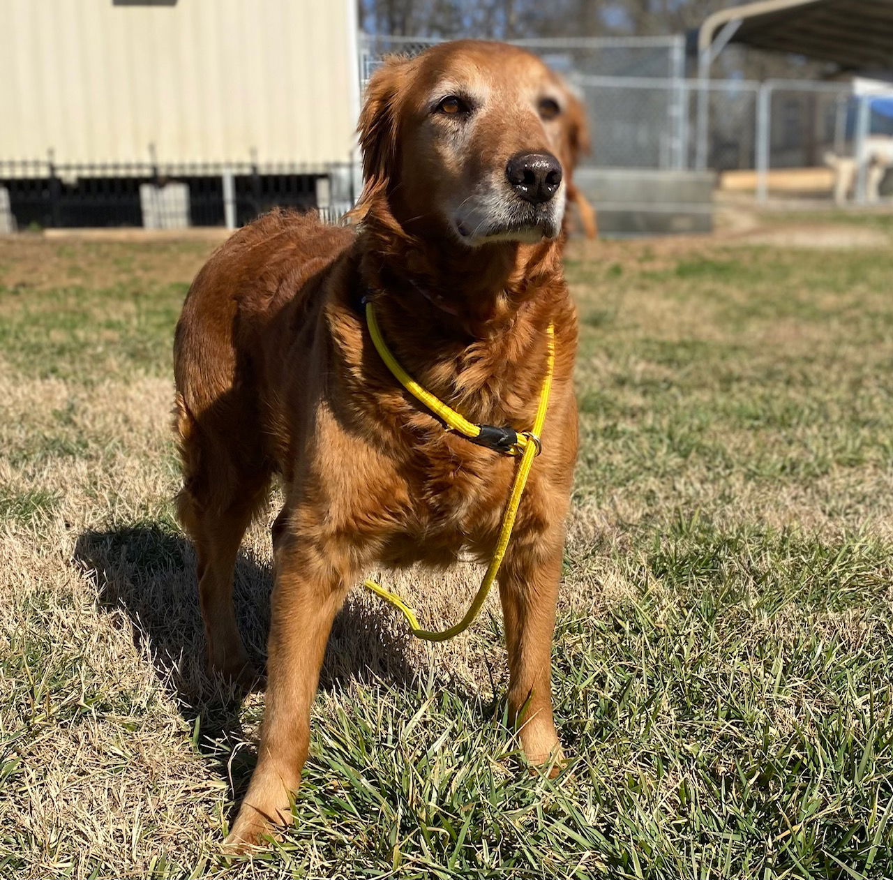 Dog Image