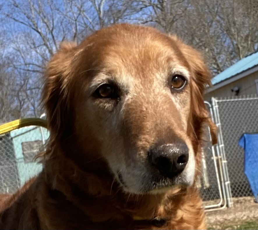 Dog Image