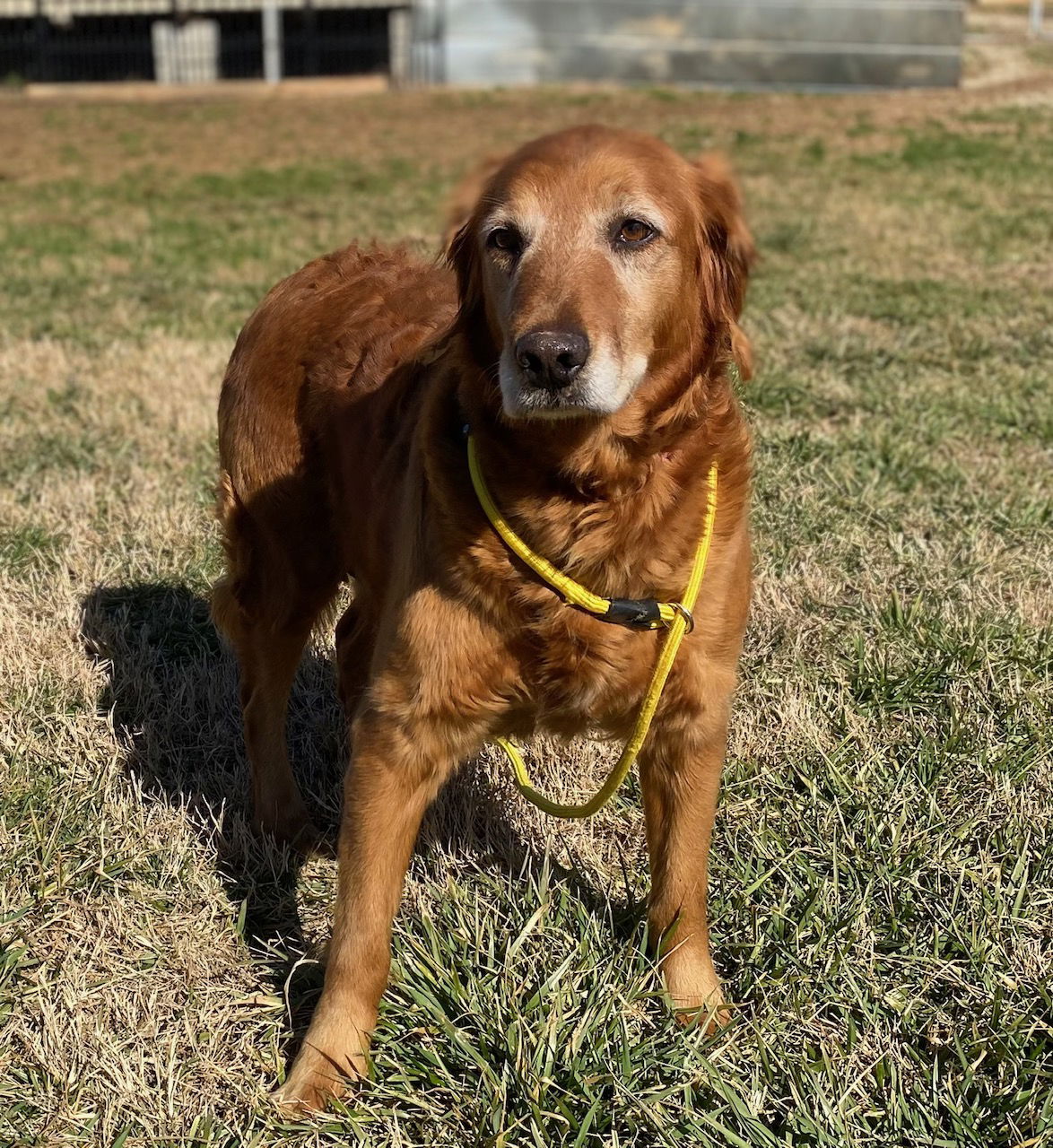 Dog Image