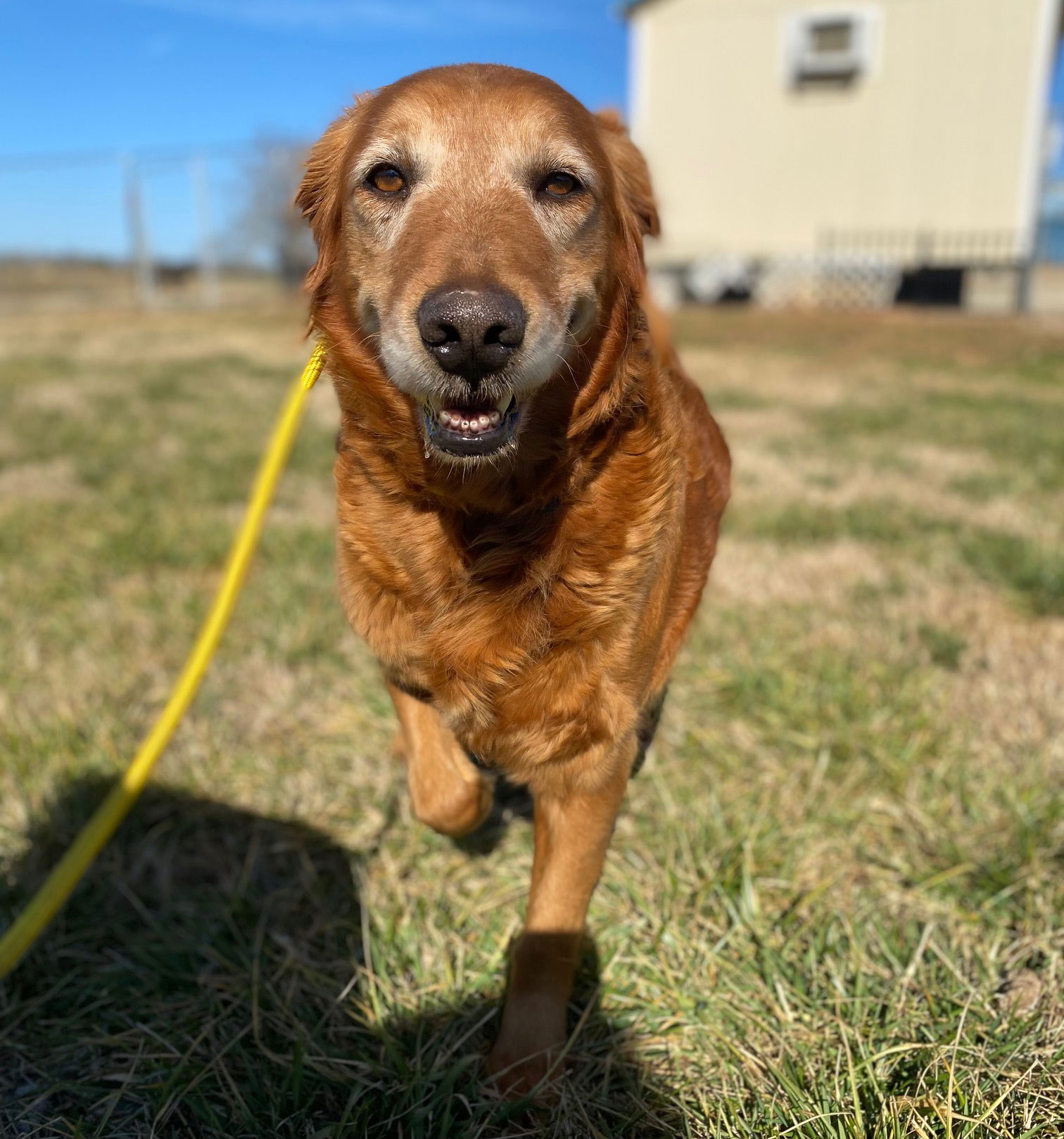 Dog Image