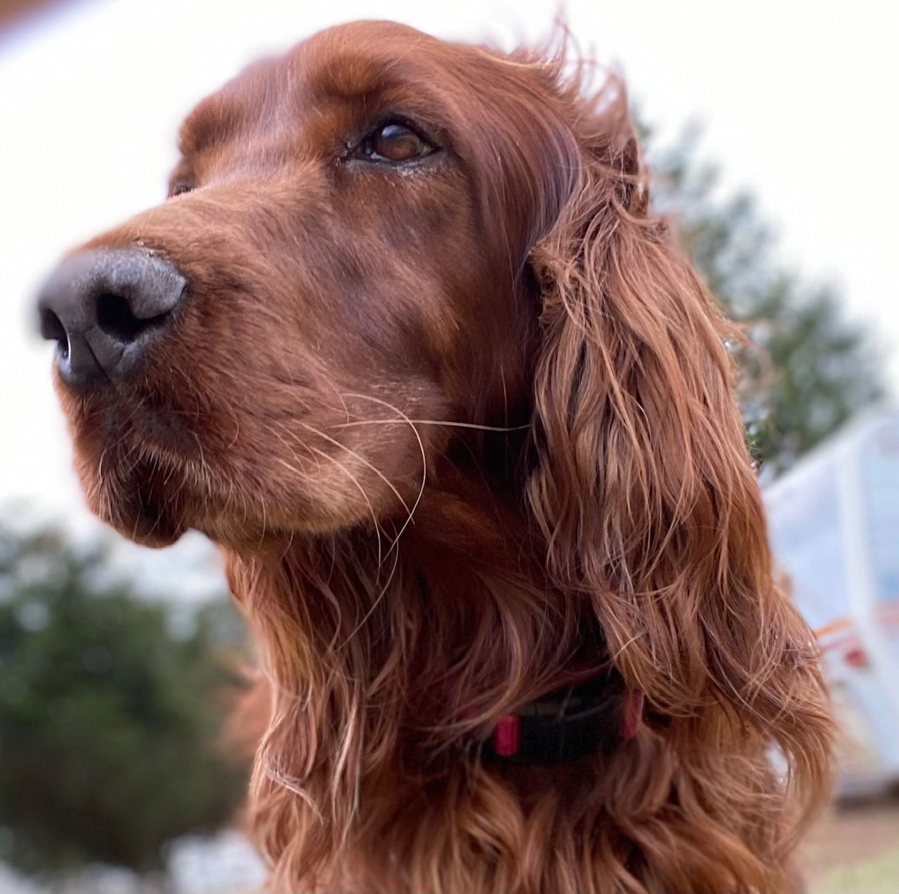 Dog Image