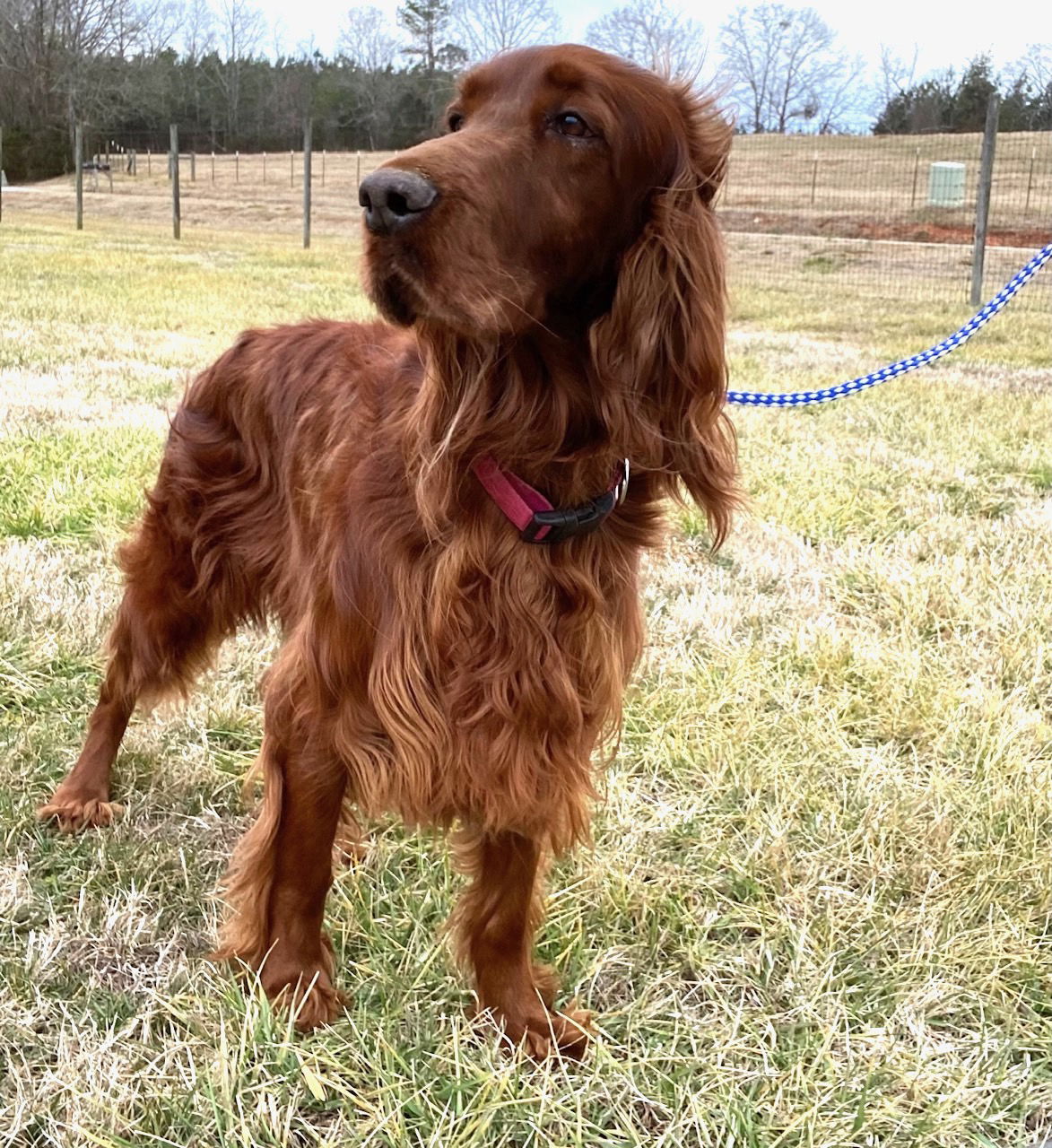 Dog Image