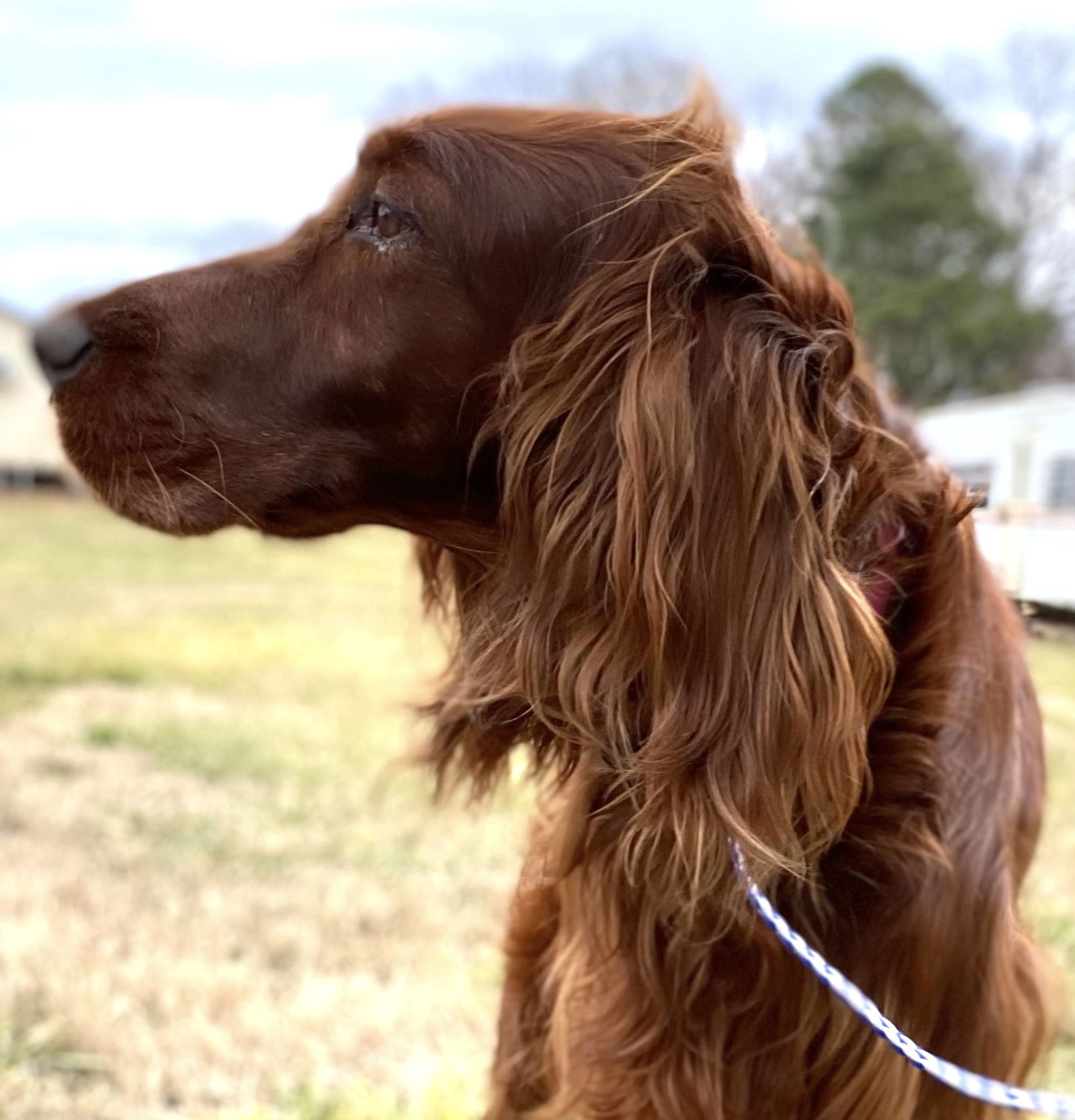 Dog Image