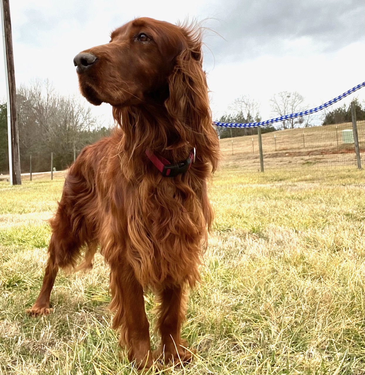 Dog Image