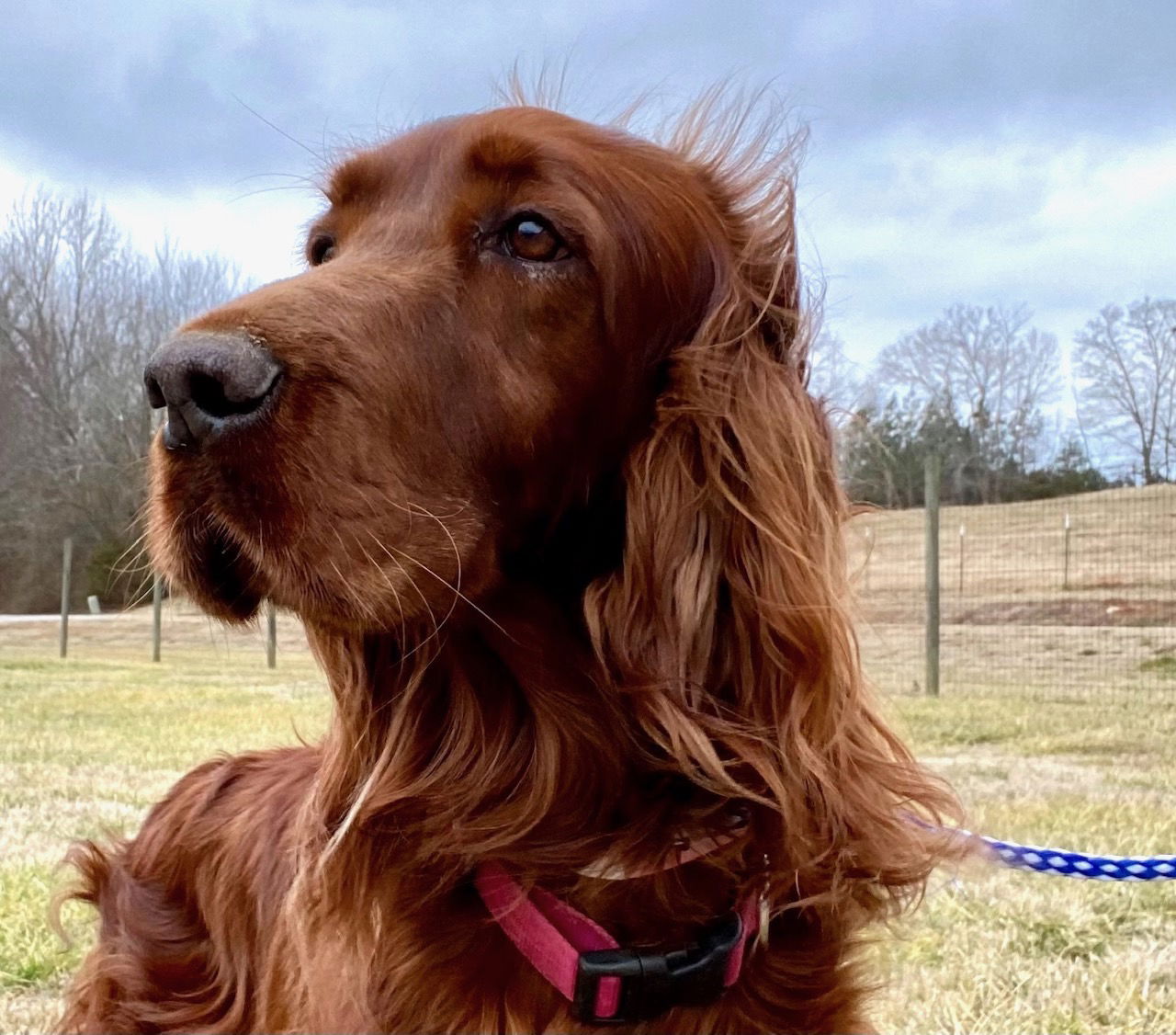 Dog Image