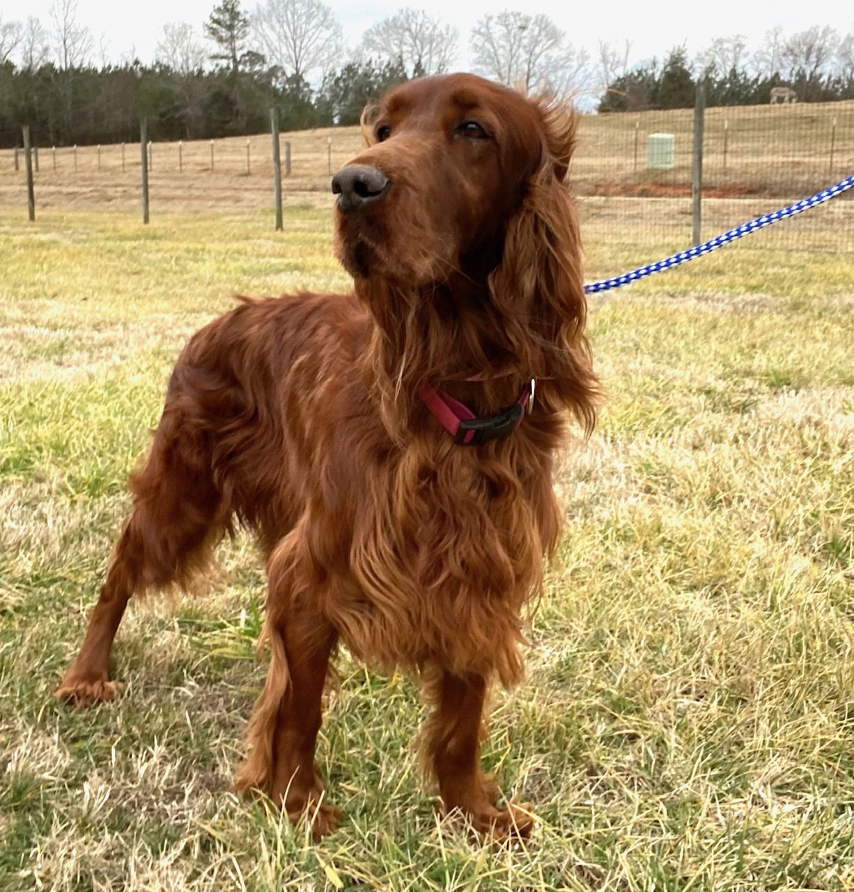 Dog Image