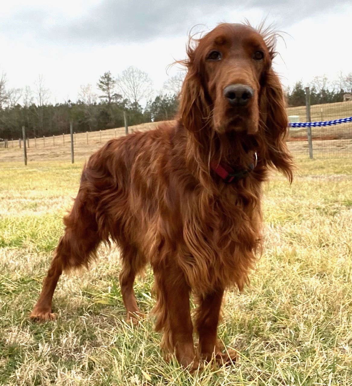 Dog Image
