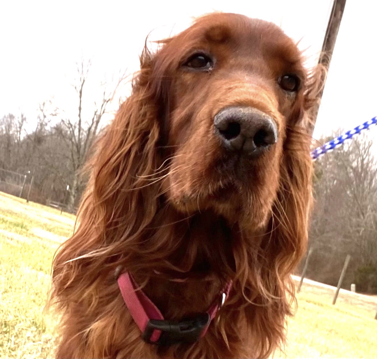 Dog Image