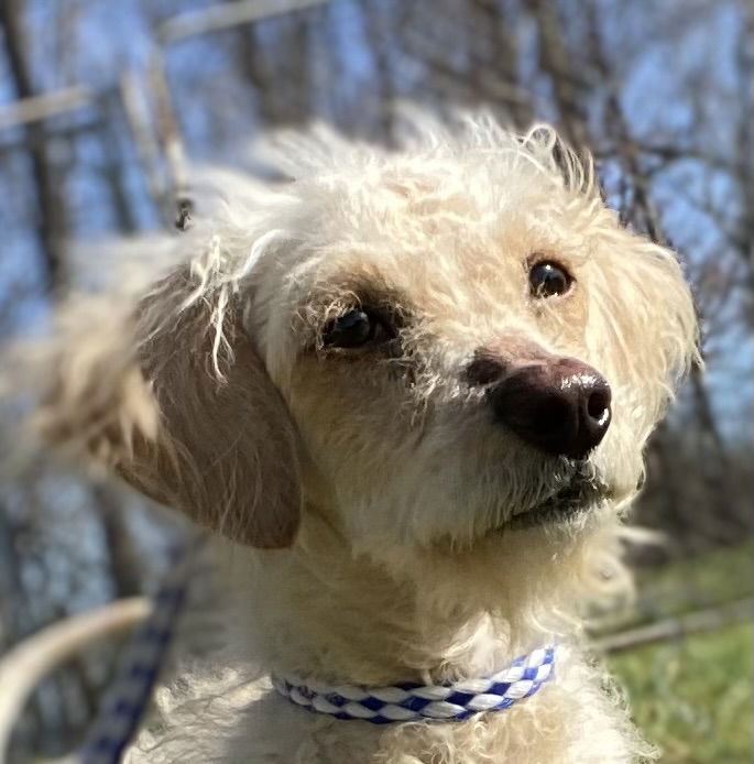 Dog Image