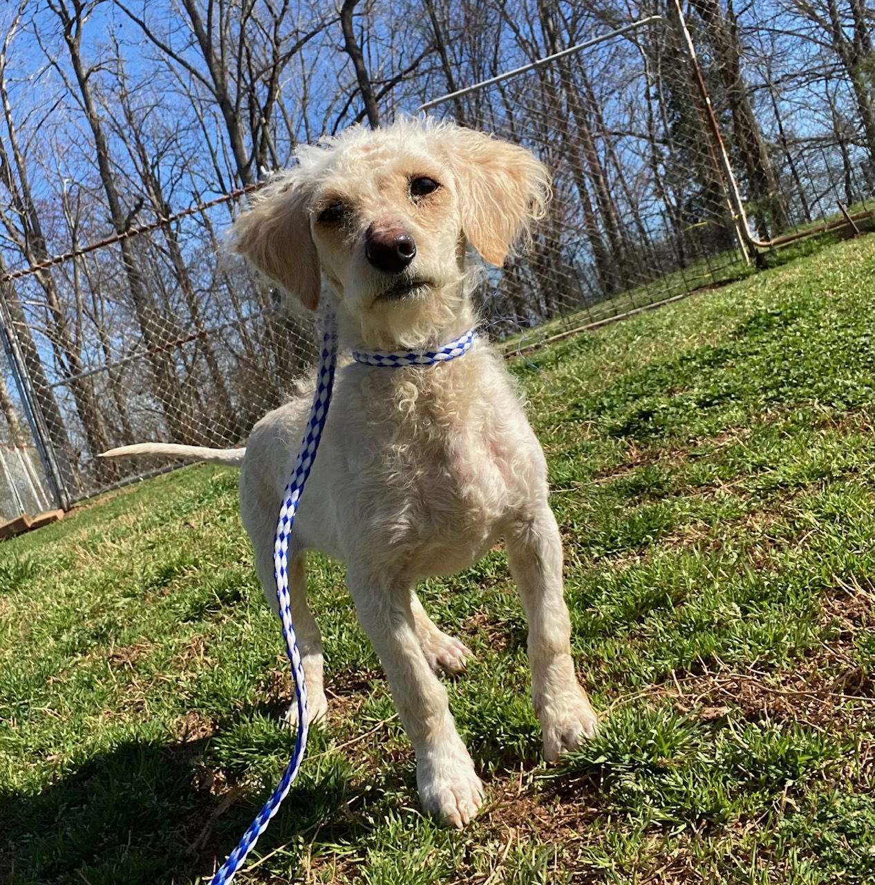 Dog Image