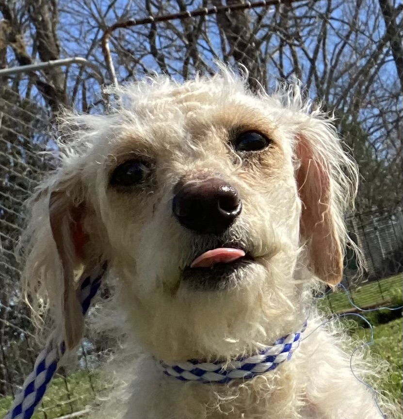 Dog Image