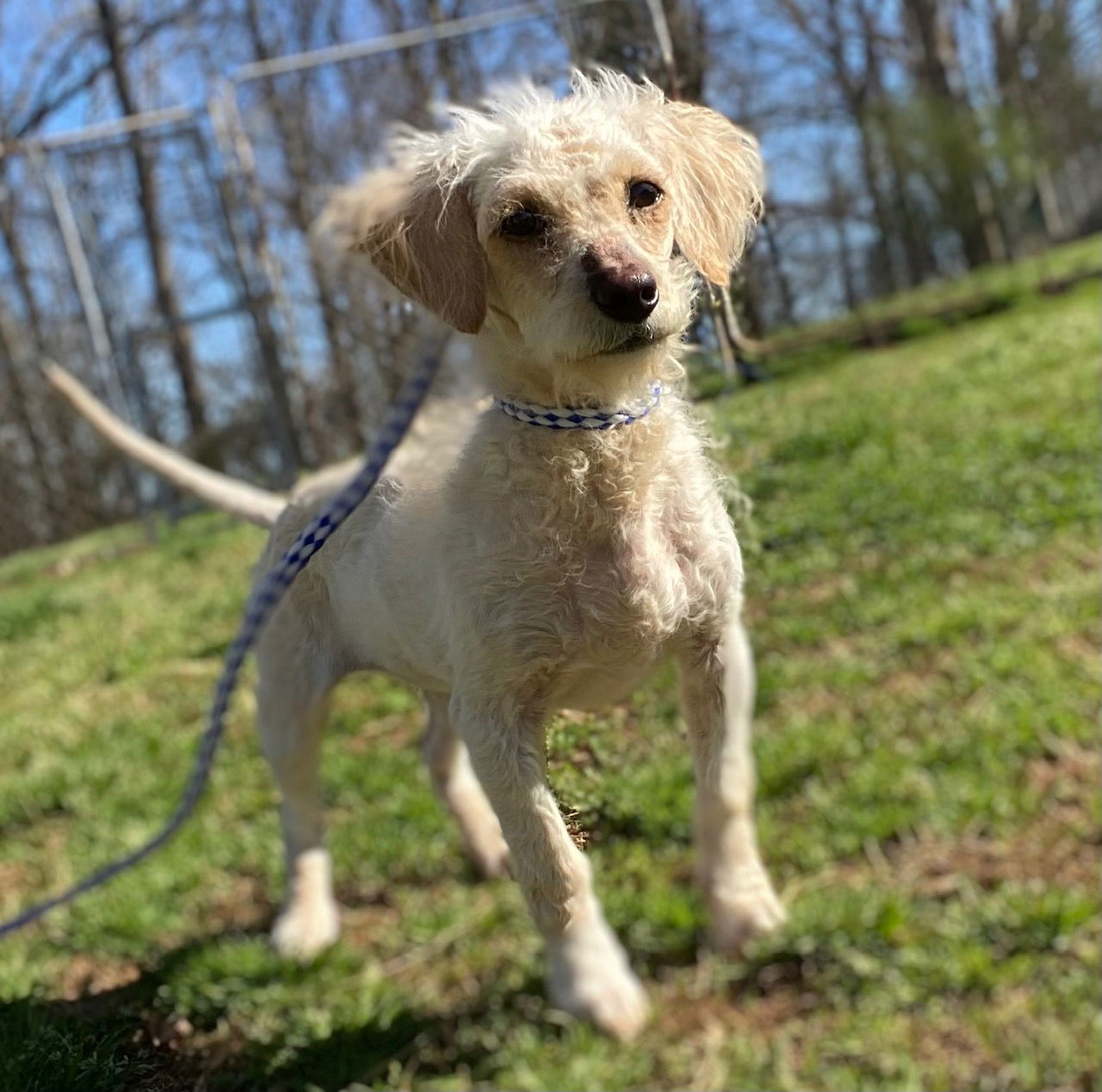 Dog Image