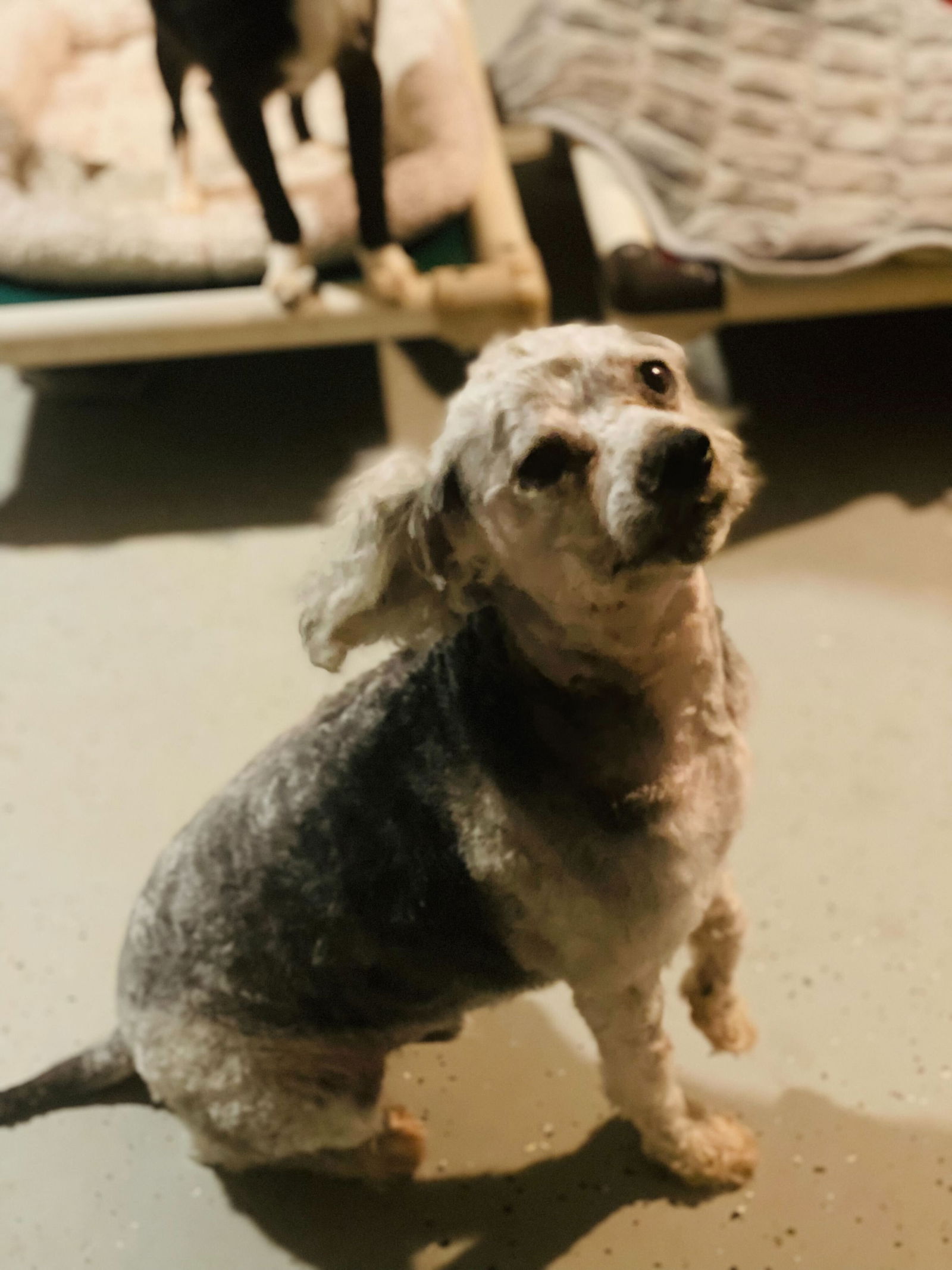 Dog Image