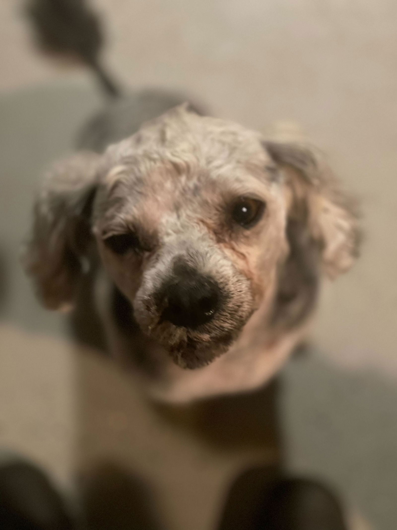 Dog Image