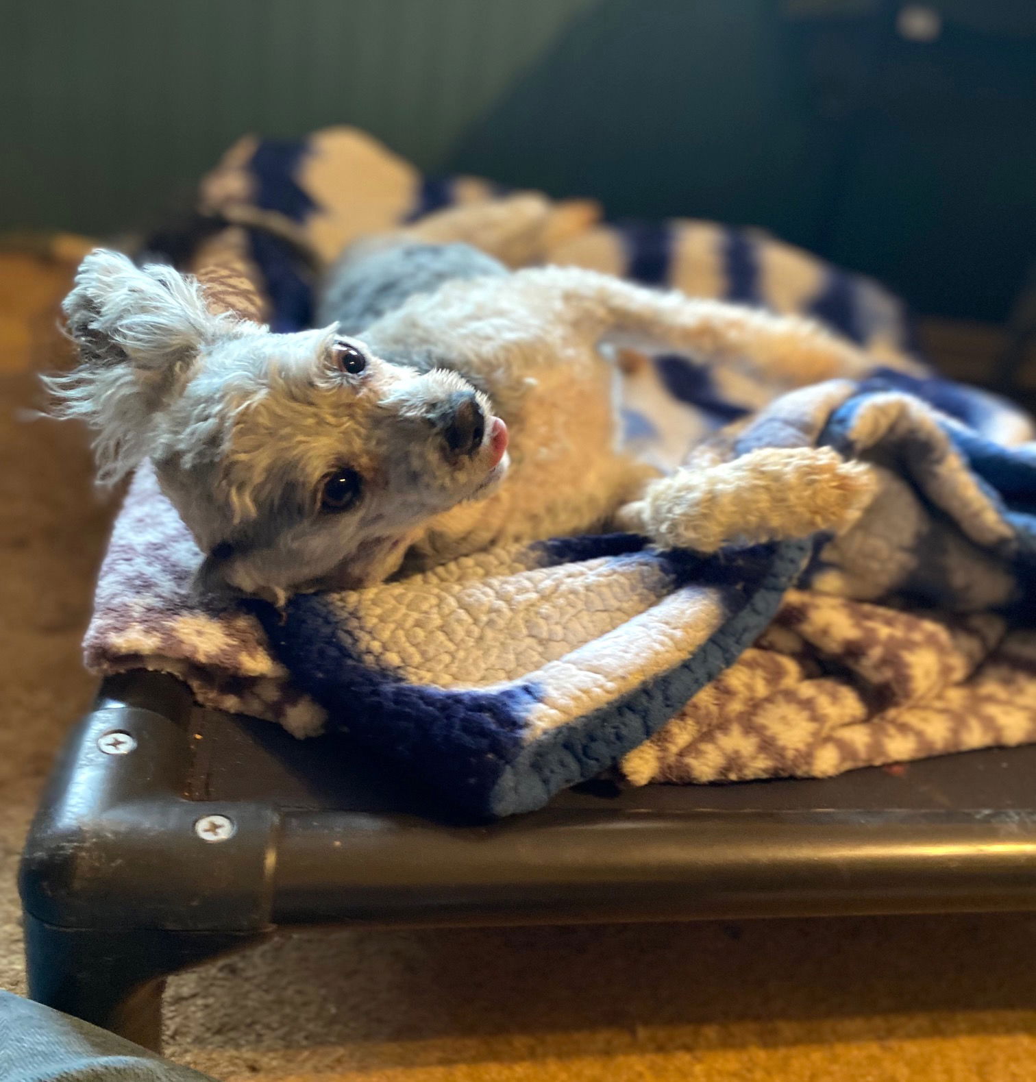 Dog Image