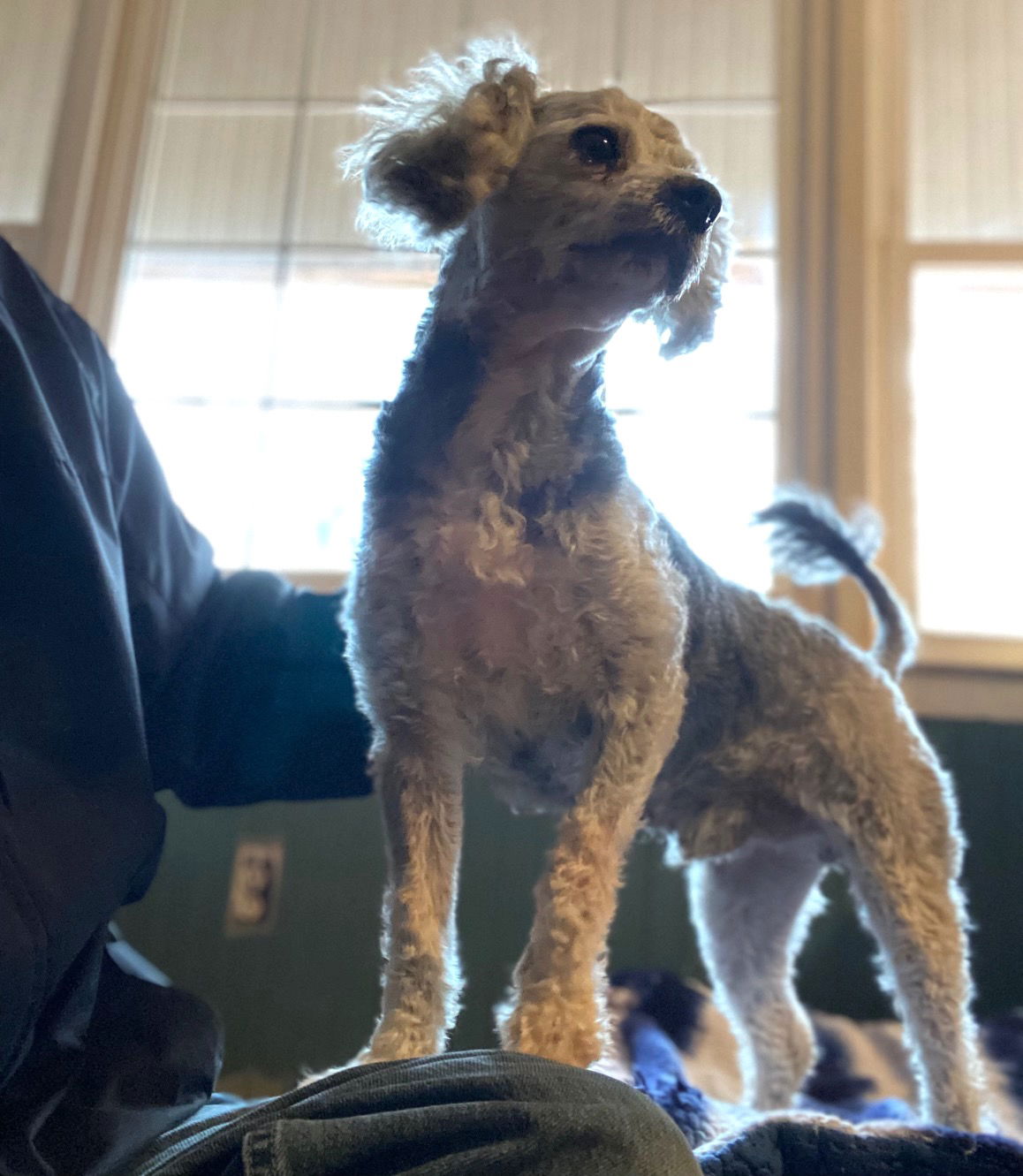 Dog Image