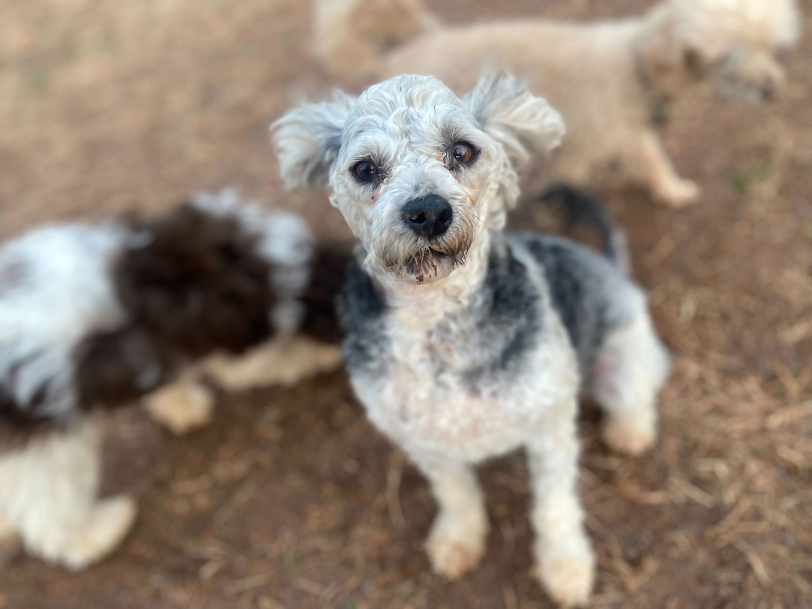 Dog Image