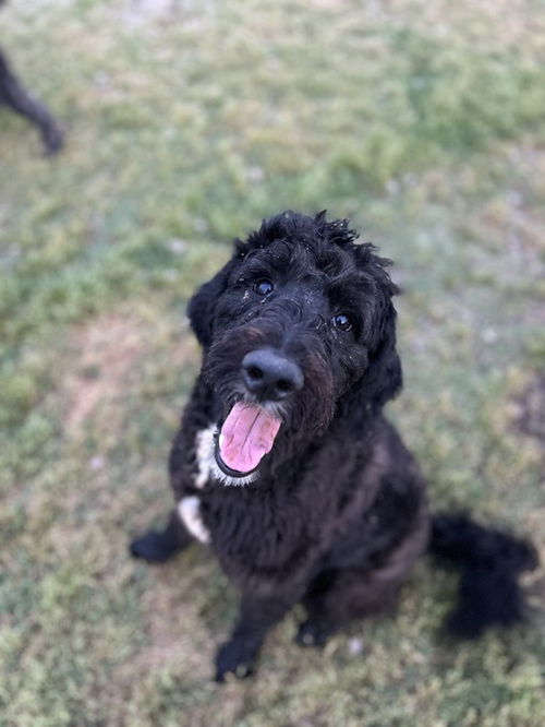 picture of the dog needing adoption