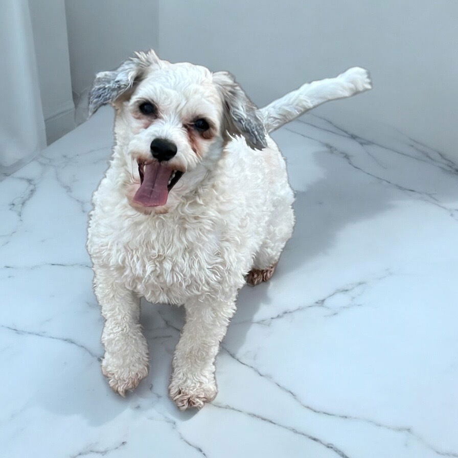 Dog Image