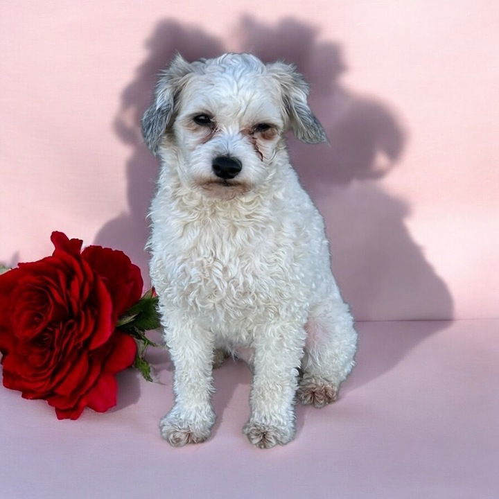 Dog Image