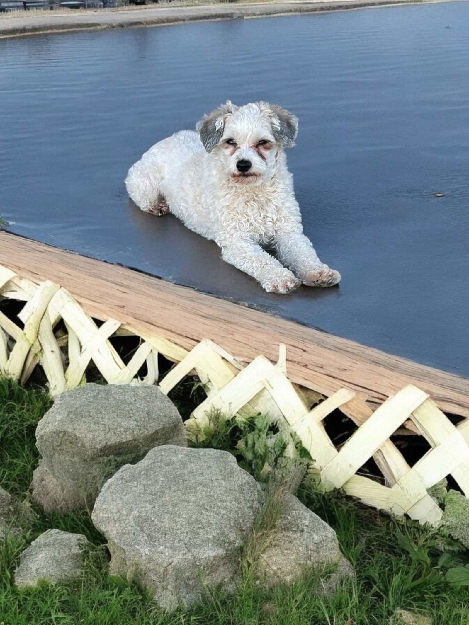 Dog Image