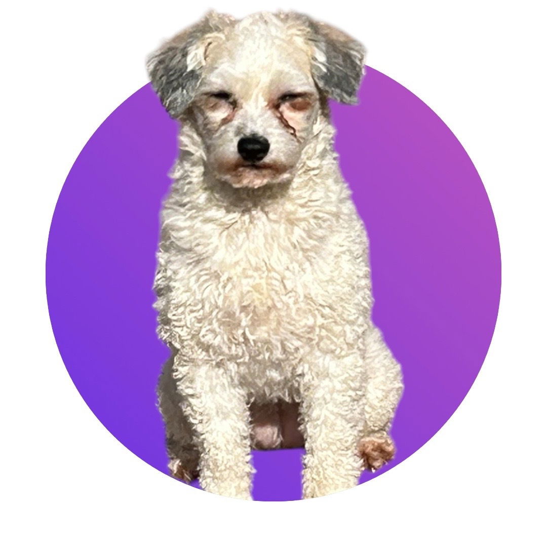 Dog Image