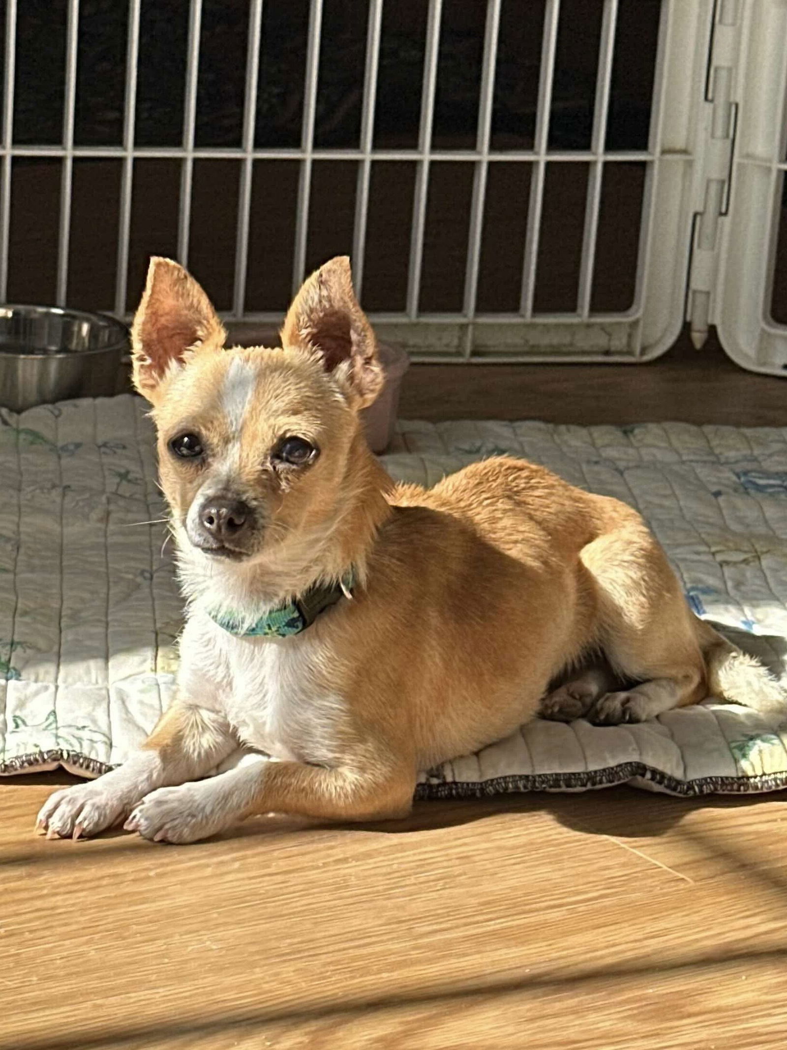Dog Image