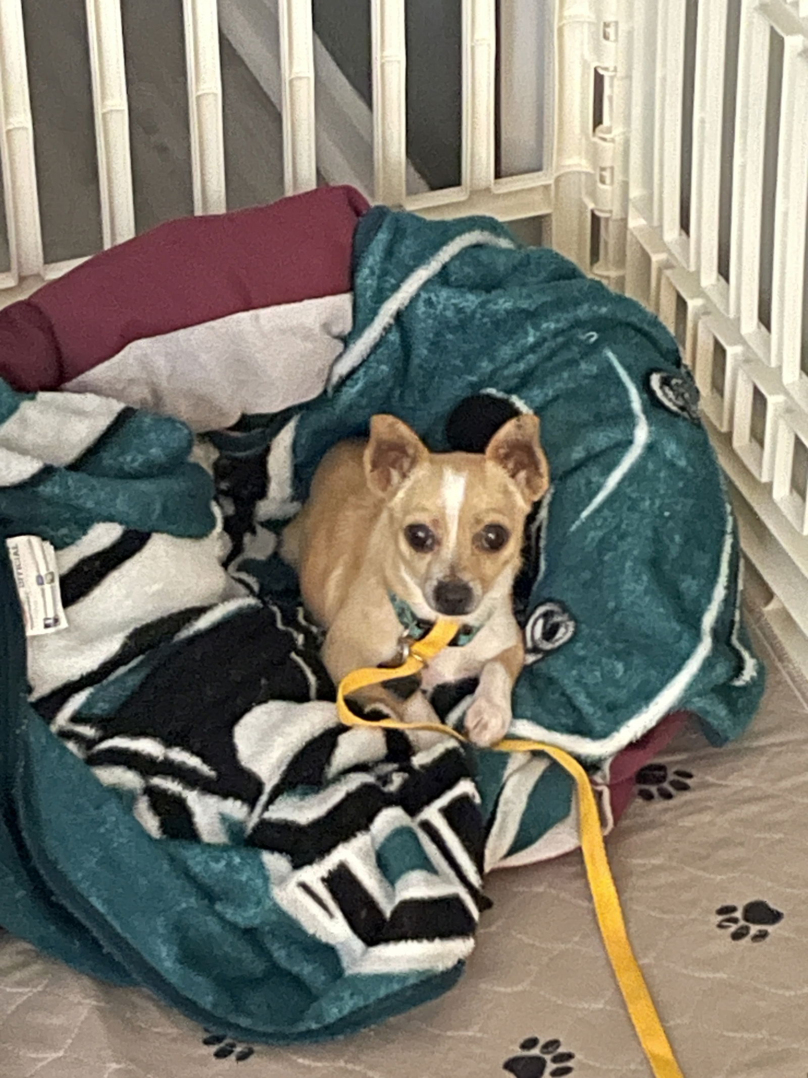 Dog Image