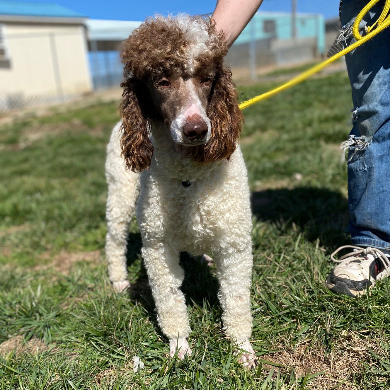 Dog Image