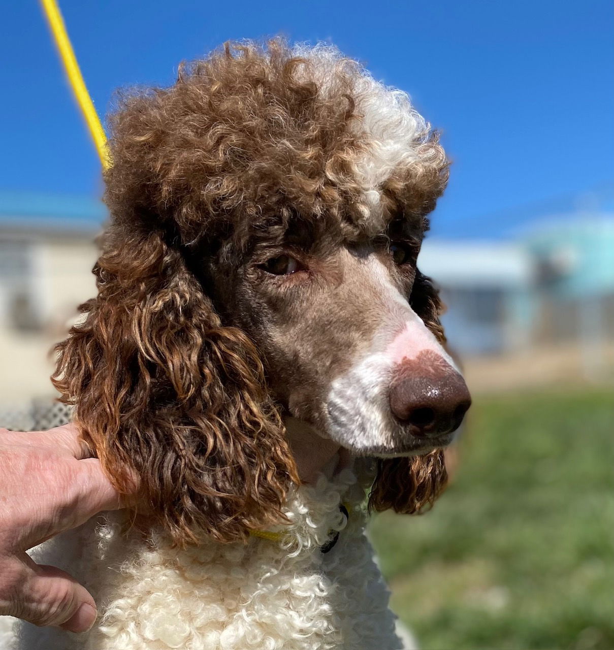 Dog Image