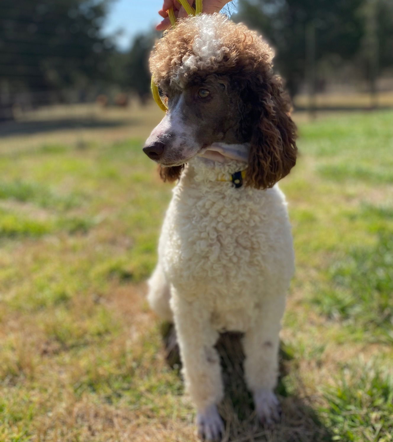 Dog Image