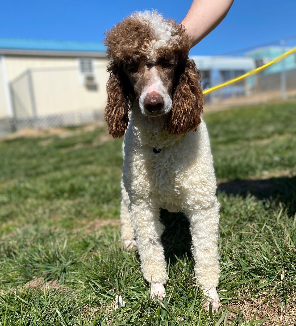 Dog Image