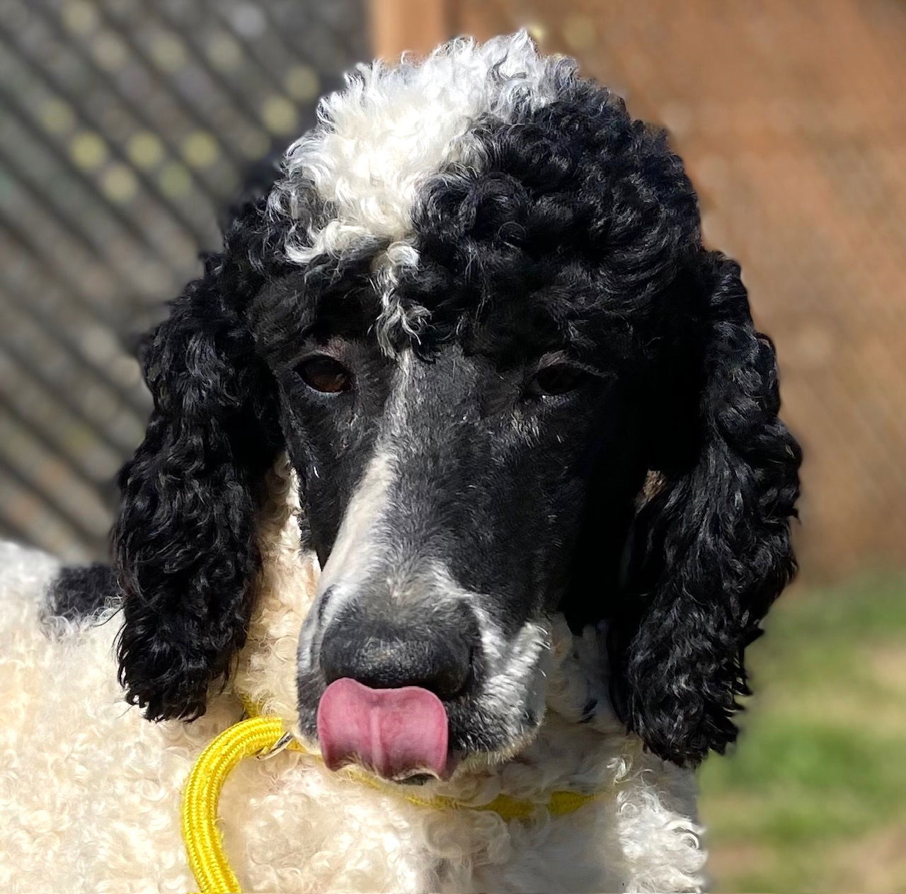 Dog Image