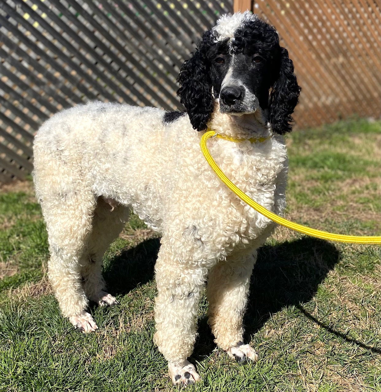 Dog Image