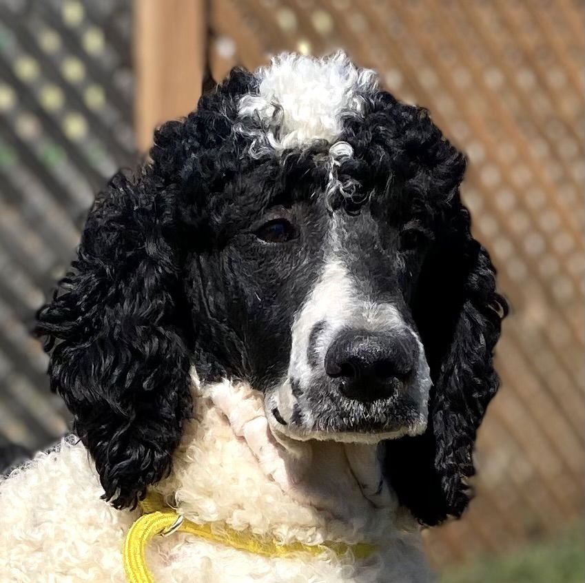 Dog Image