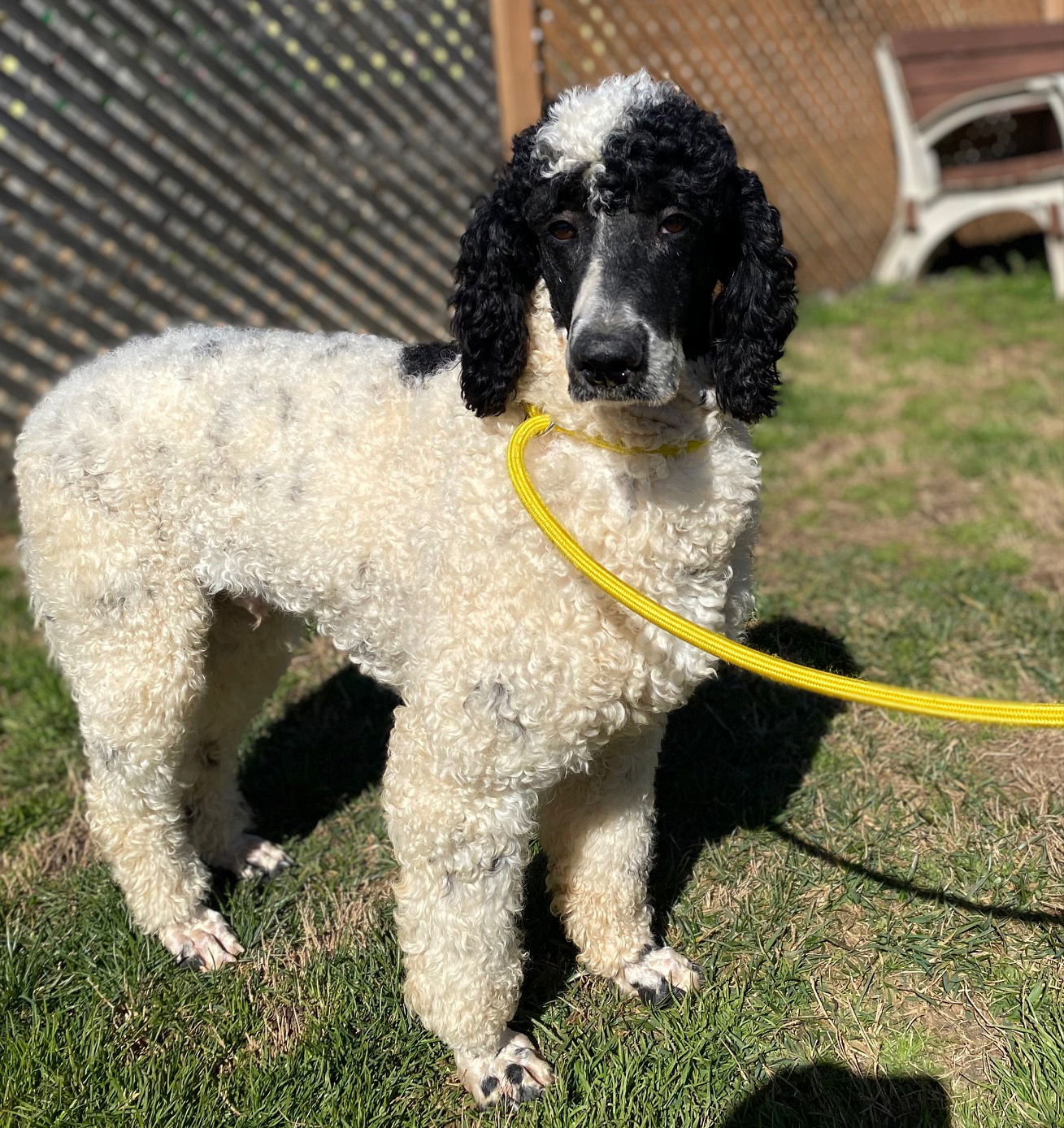 Dog Image