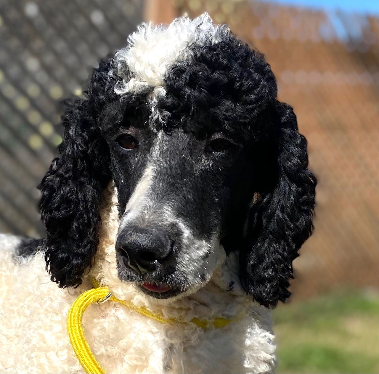 Dog Image
