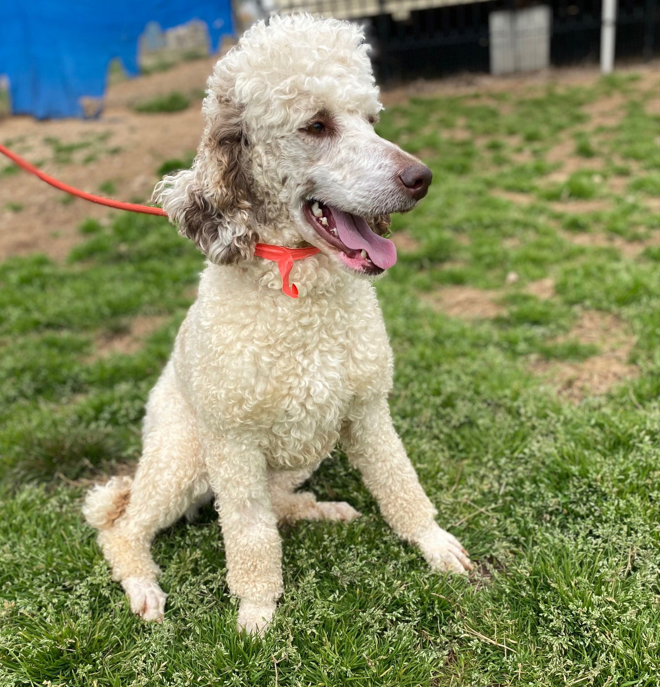 Dog Image
