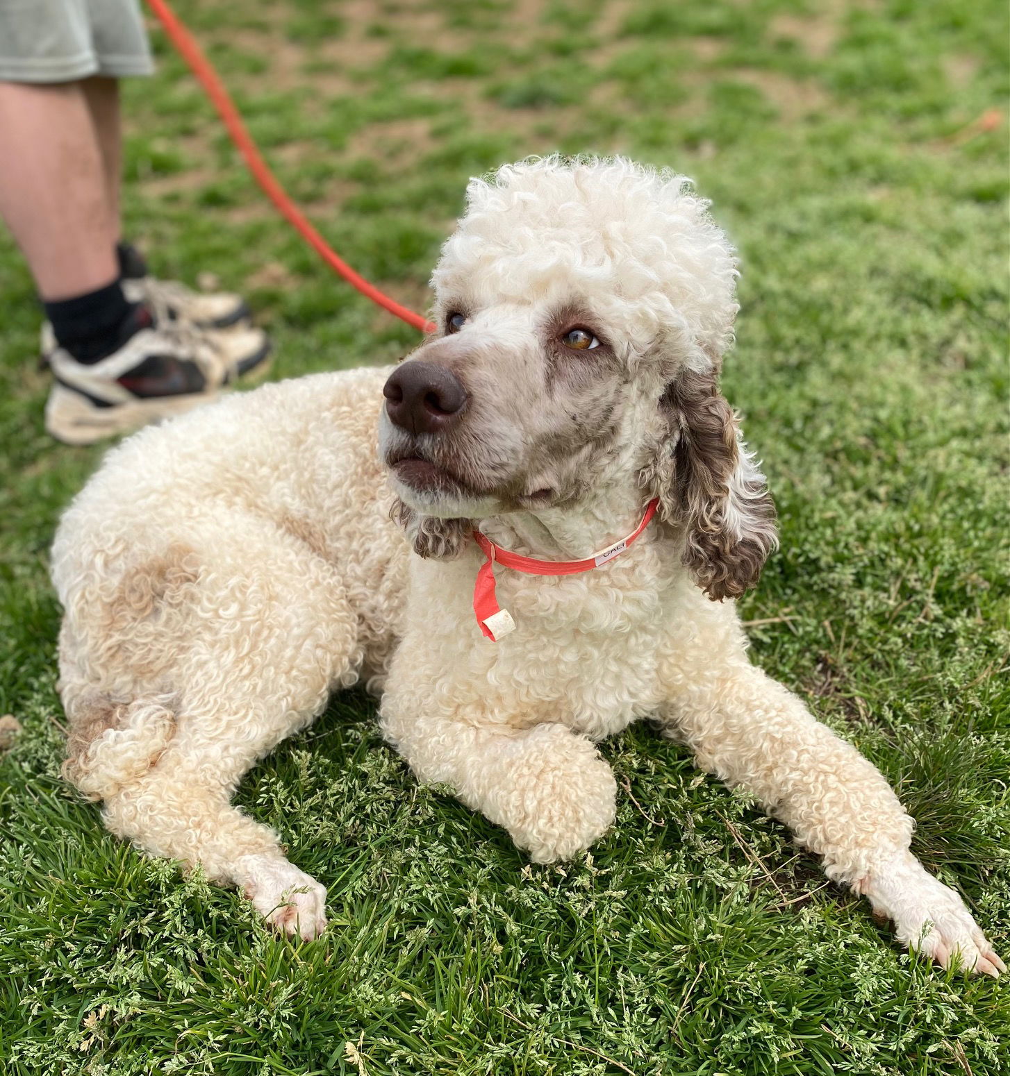 Dog Image