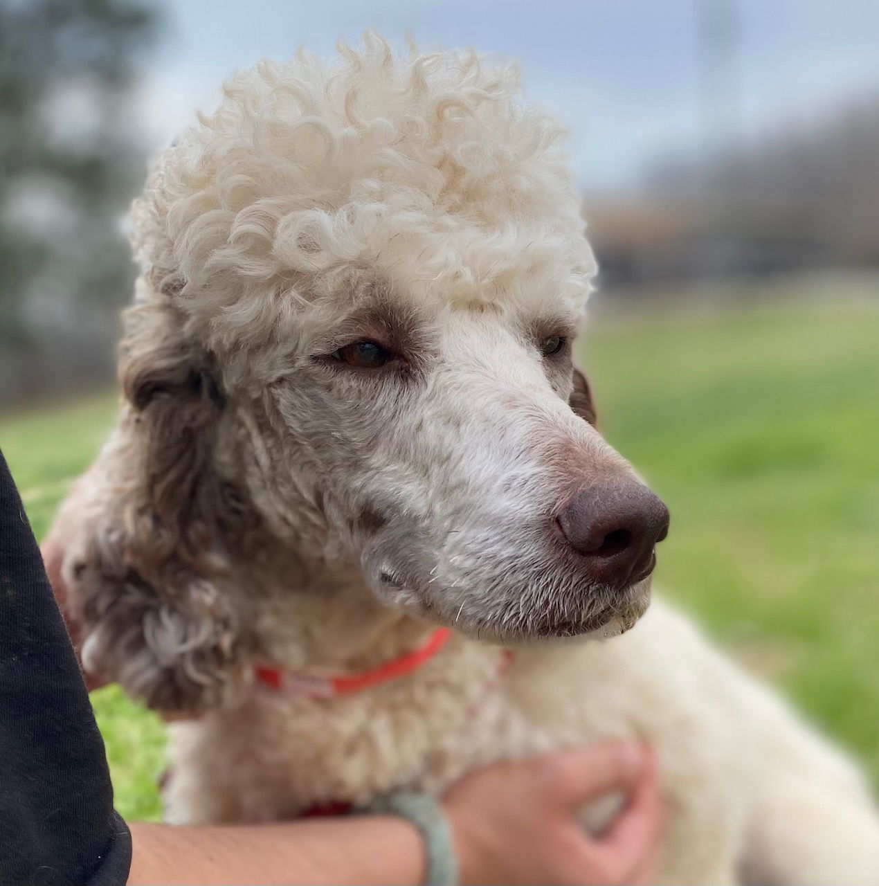 Dog Image