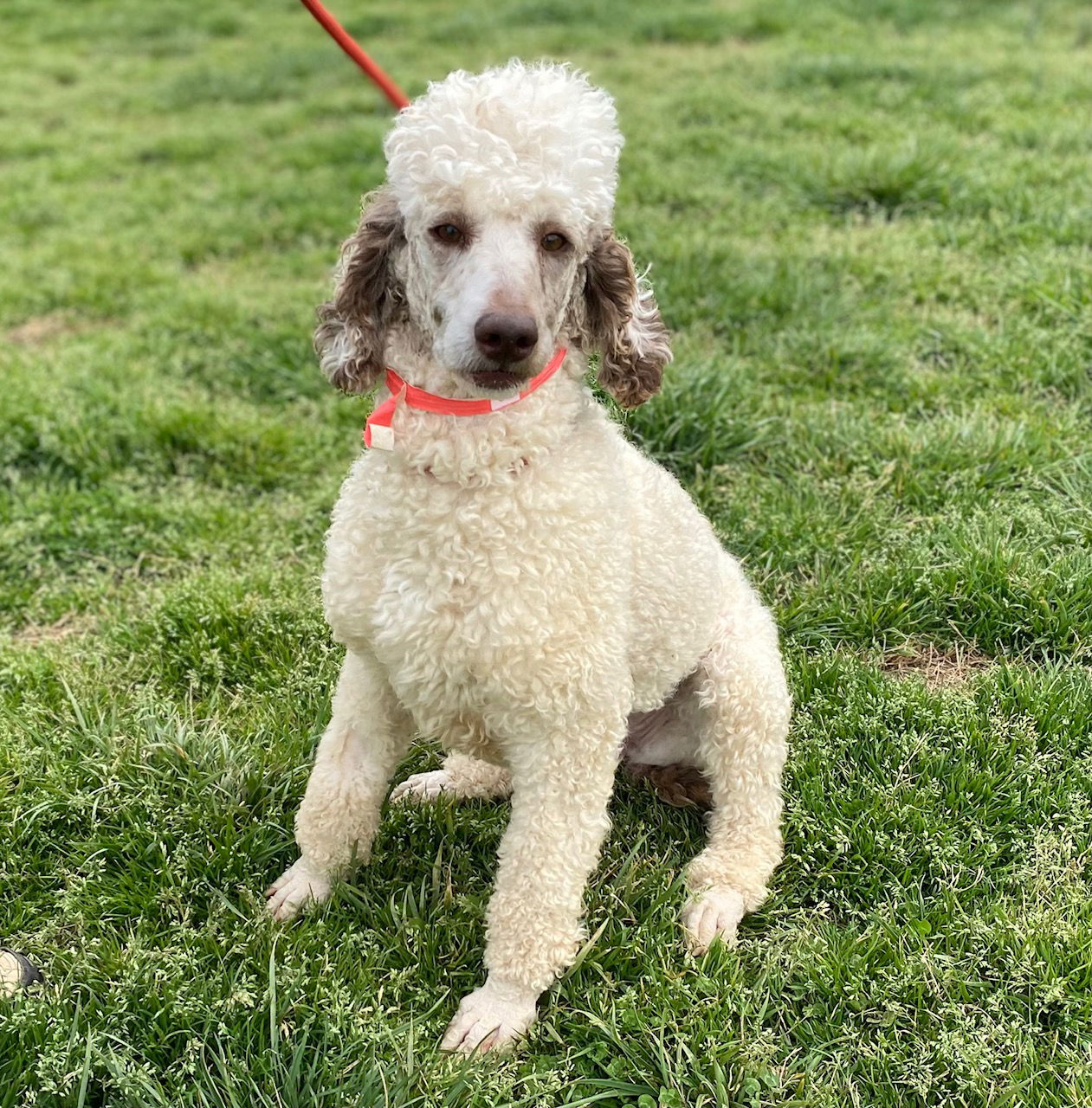 Dog Image