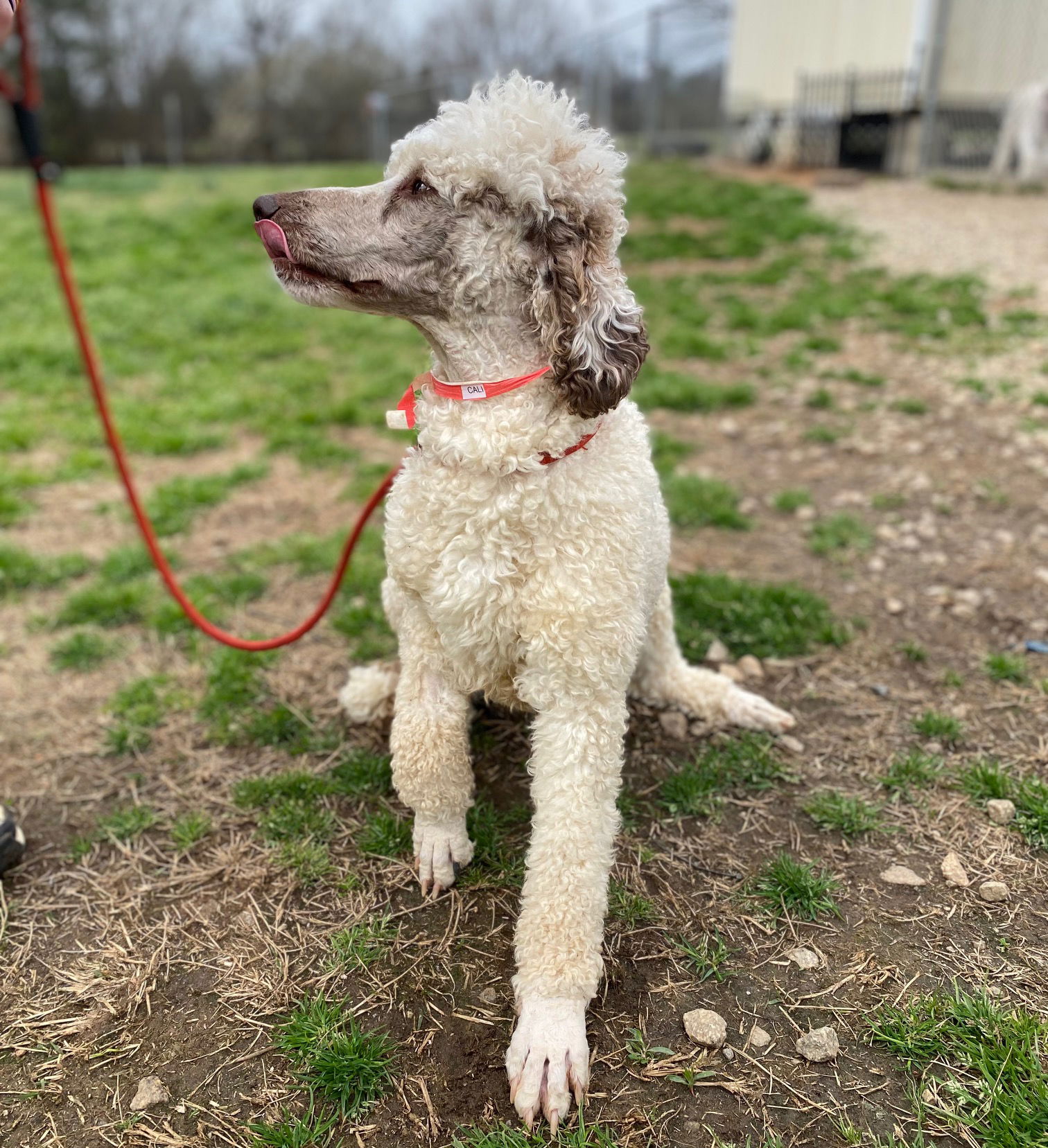 Dog Image