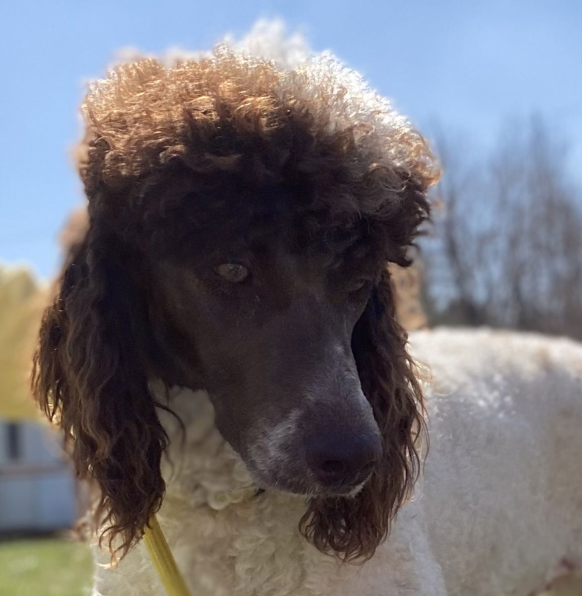 Dog Image
