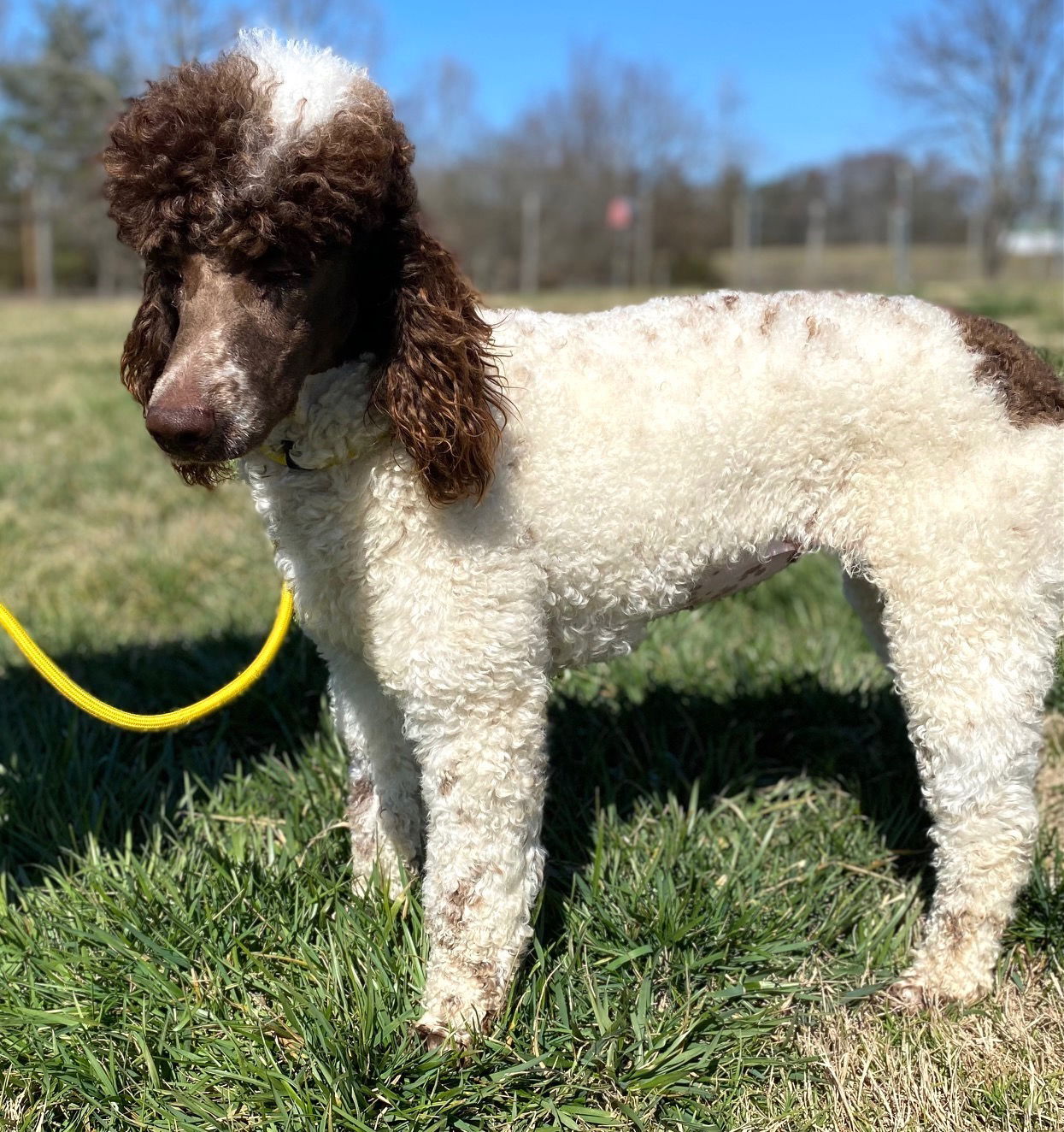 Dog Image